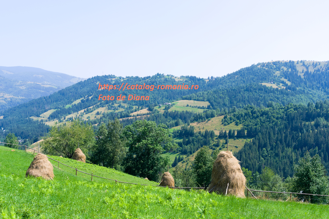 Parcul Natural Apuseni - Capita fan pajiste imagine Diana