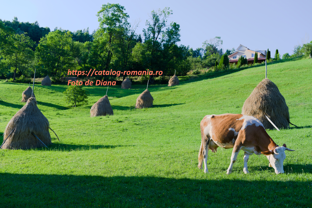 Parcul Natural Apuseni - Capite fin vaca iarba fotografie Diana