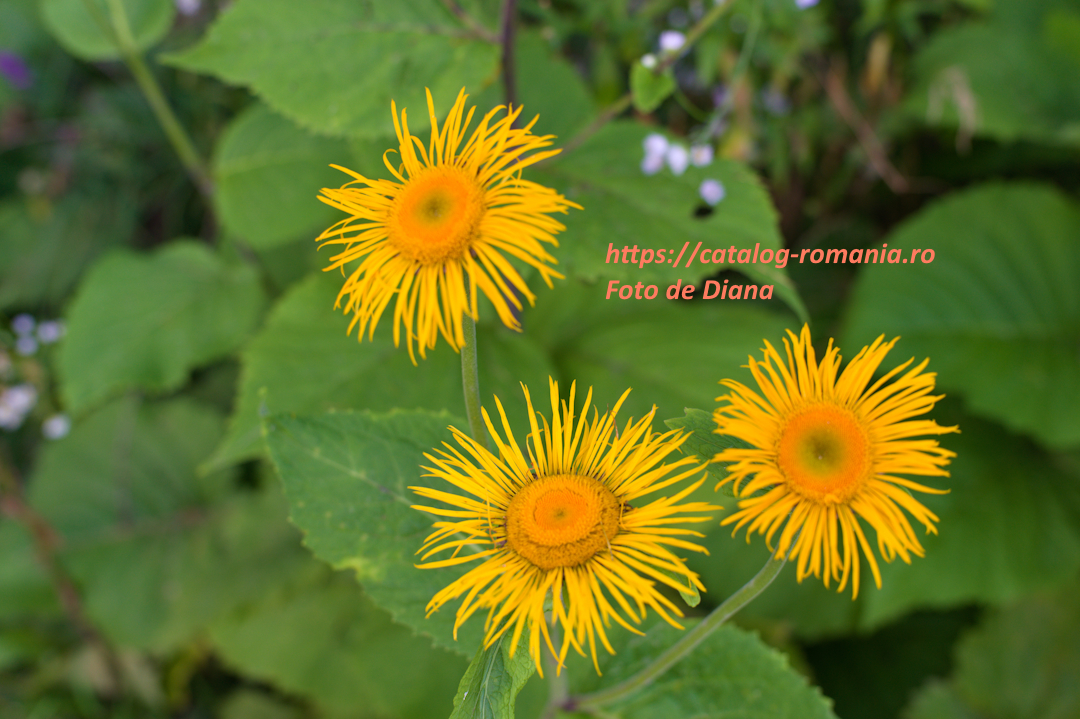 Parcul Natural Apuseni - apuseni flori galben fotografie Diana