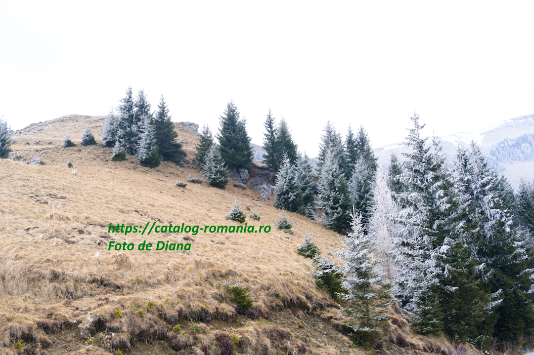 Iarna in muntii Bucegi - brad natural craciun vreme bruma fotografie Diana
