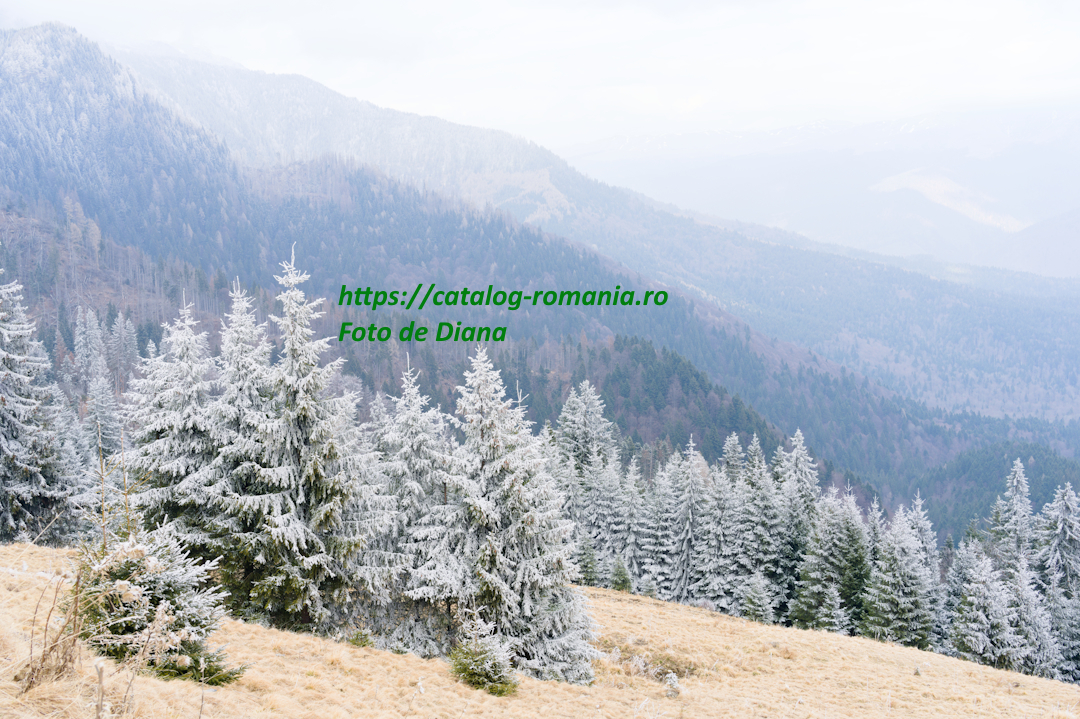 Iarna in muntii Bucegi - brad natural craciun vreme ceata fotografie Diana