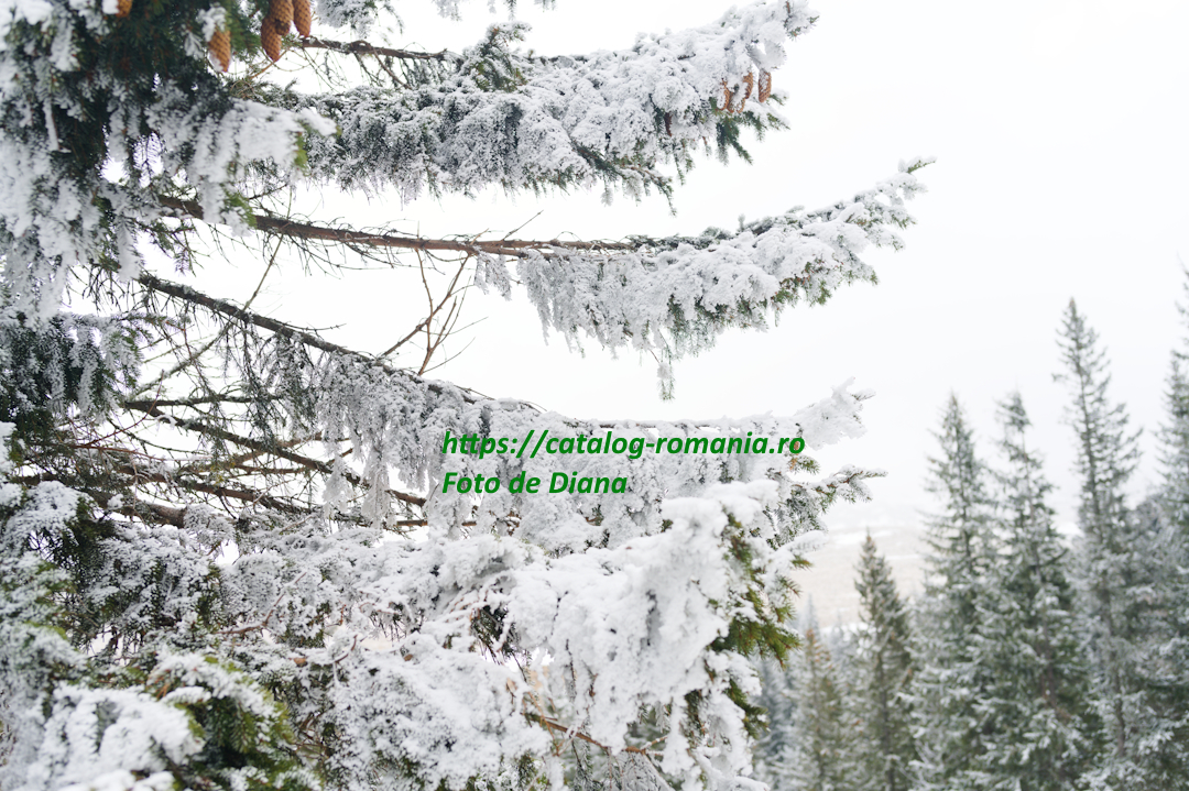 Iarna in muntii Bucegi - brad natural detaliu ramura dreapta zapada fotografie Diana