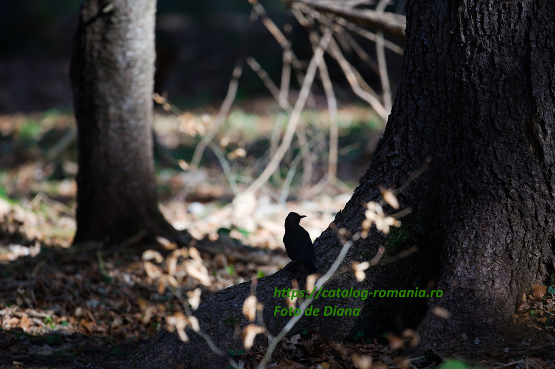 Primavara in muntii Bucegi - categorie pasare silueta truchi copac sol umbra padure fotografie Diana