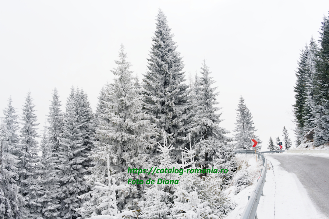 Iarna in muntii Bucegi - vacanta iarna gheata zapada iarna brad natural fotografie Diana