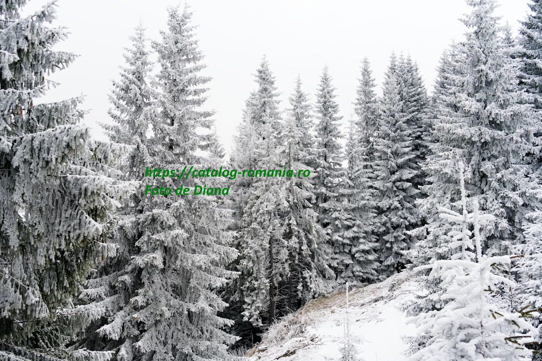 Iarna in muntii Bucegi - vacanta iarna zapada brad natural fotografie Diana
