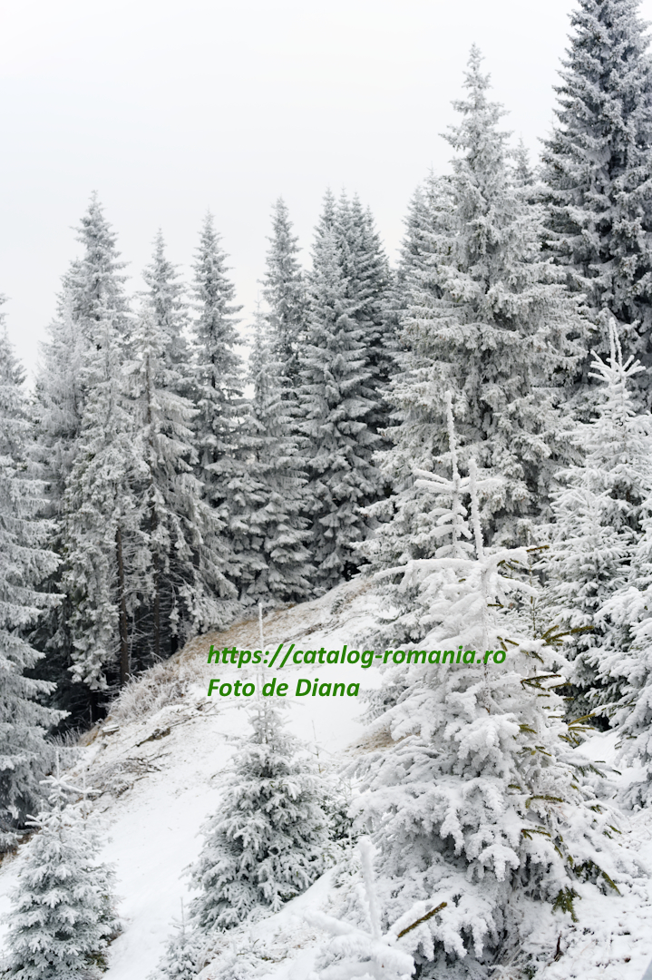 Iarna in muntii Bucegi cu Diana