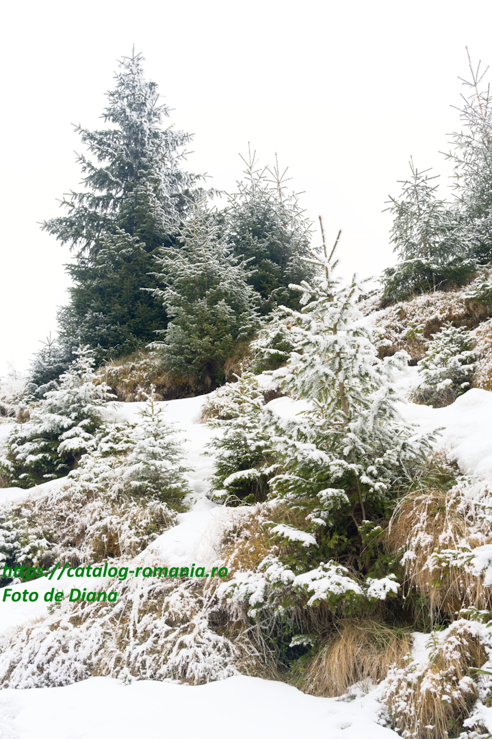 Iarna in muntii Bucegi - vreme zapada brad natural verde deal panta fotografie Diana