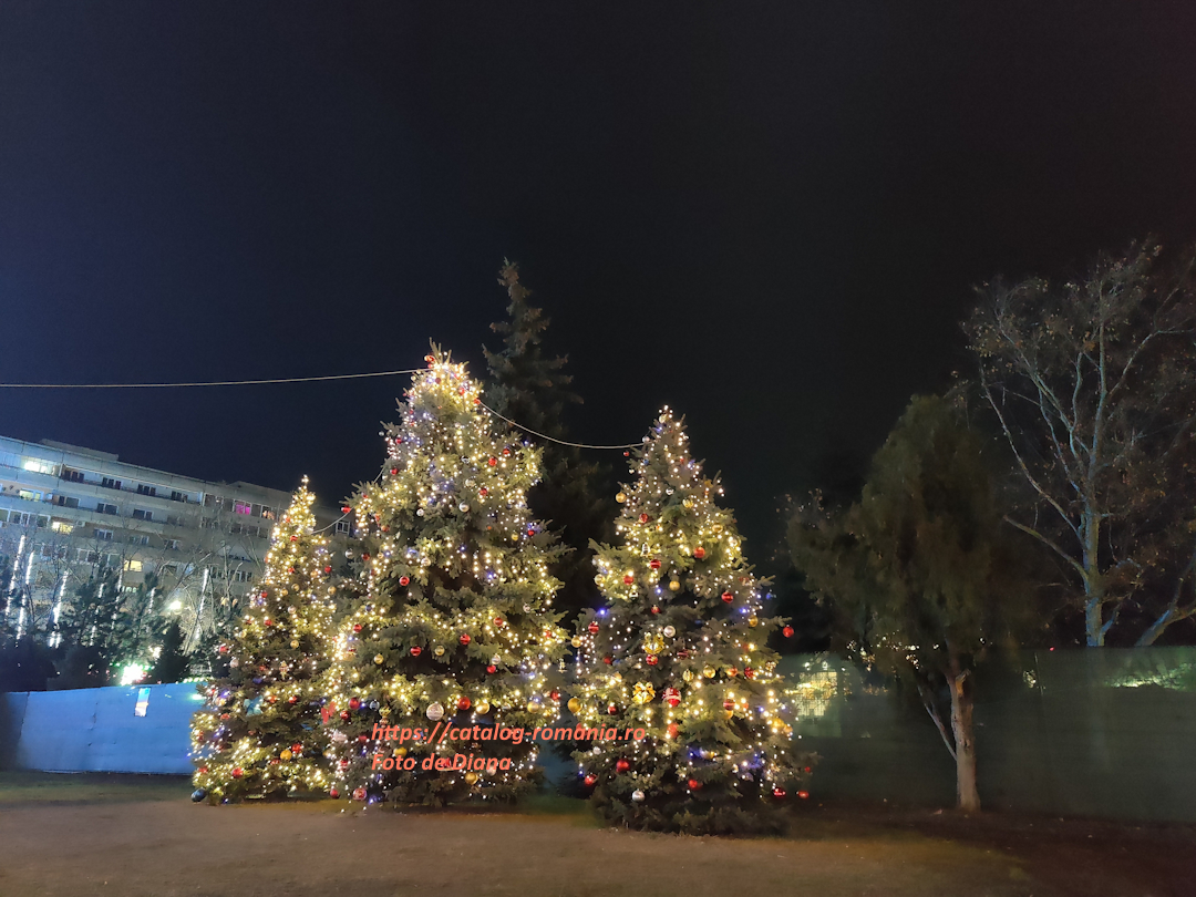 La targul de Craciun in Iasi - brad natural parc fotografie Diana