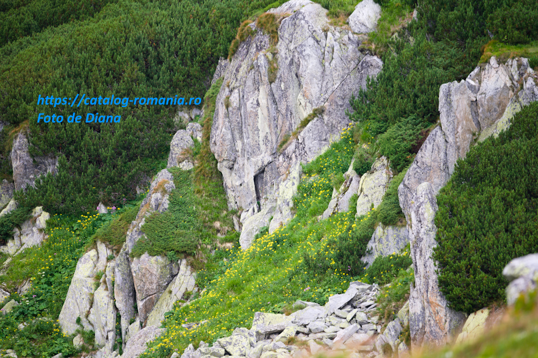 Retezat Lacul Bucura prin Diana