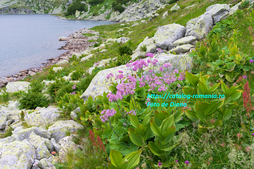 Parcul Natural Retezat - Traseu catre Lacul Bucura - romania munte retezat alpin apa piatra lac fotografie Diana