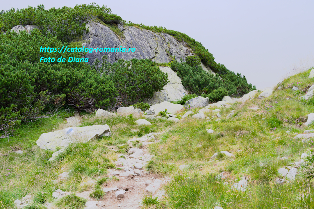 Parcul Natural Retezat - Traseu catre Lacul Bucura - romania munte retezat alpin piatra fotografie Diana