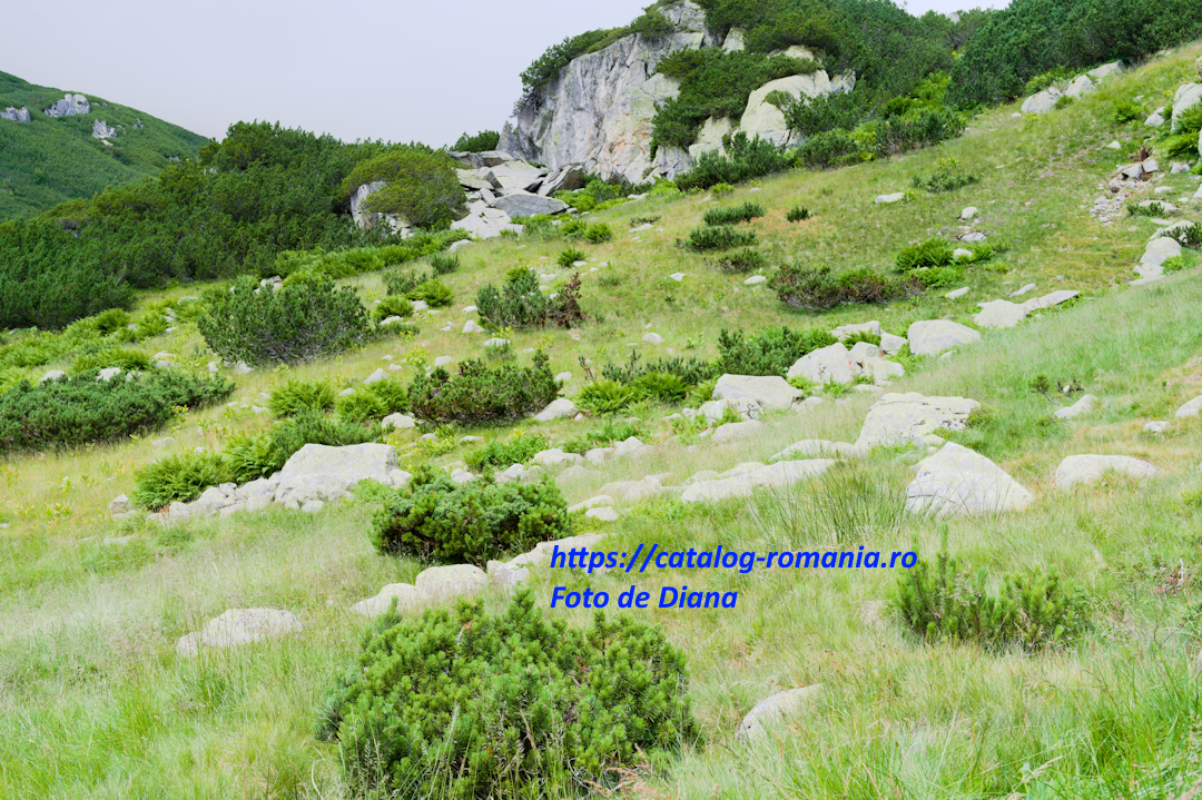 Parcul Natural Retezat - Traseu catre Lacul Bucura - romania munte retezat aplin iarba verde vara fotografie Diana