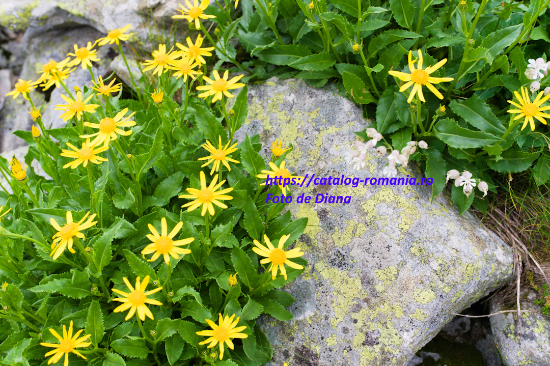 Parcul Natural Retezat - Traseu catre Lacul Bucura - romania munte retezat flori galben piatra Diana