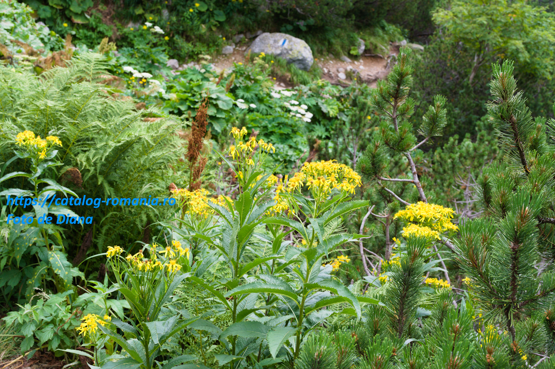 Parcul Natural Retezat - Traseu catre Lacul Bucura - romania munte retezat flori iarba verde fresh fotografie Diana