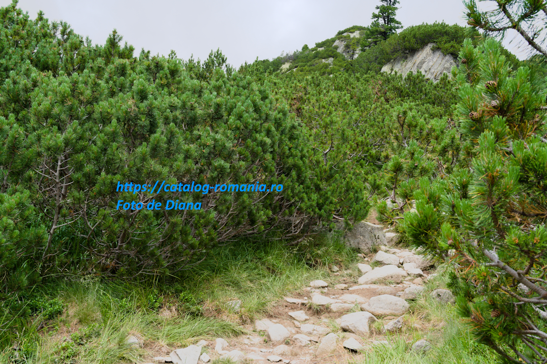 Parcul Natural Retezat - Traseu catre Lacul Bucura - romania munte retezat piatra arbust copac fotografie Diana
