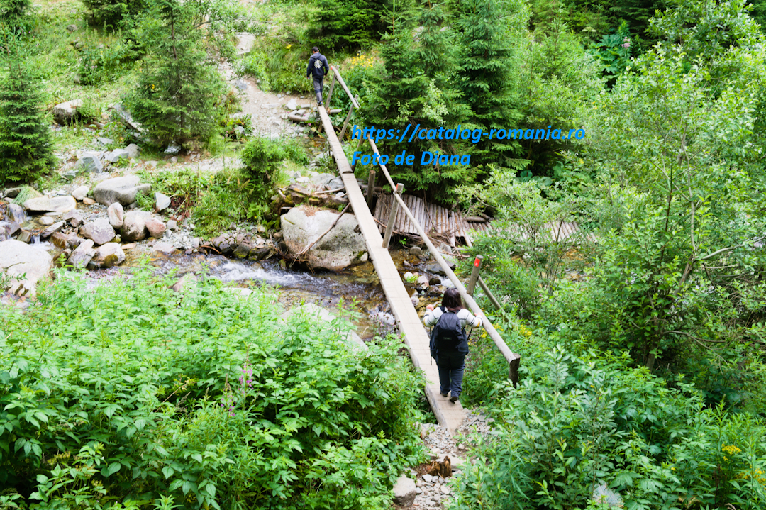 Parcul Natural Retezat - Traseu catre Lacul Bucura - romania munte retezat pod copac rau apa fotografie Diana