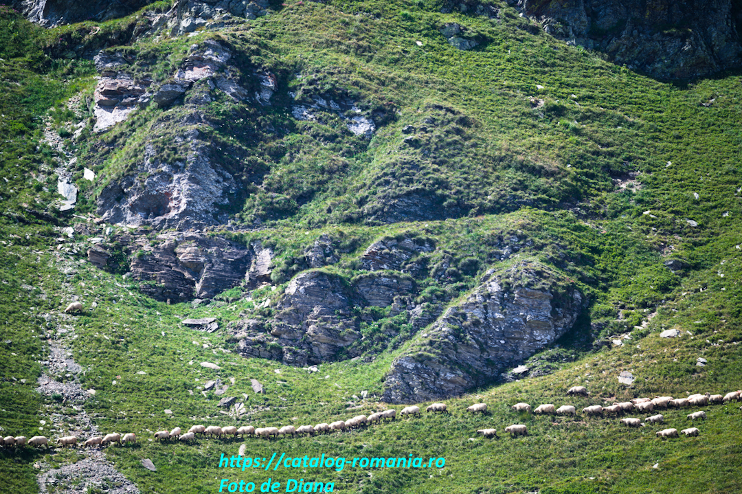 Transalpina - Vedere Romania munte oi piatra alpin Diana