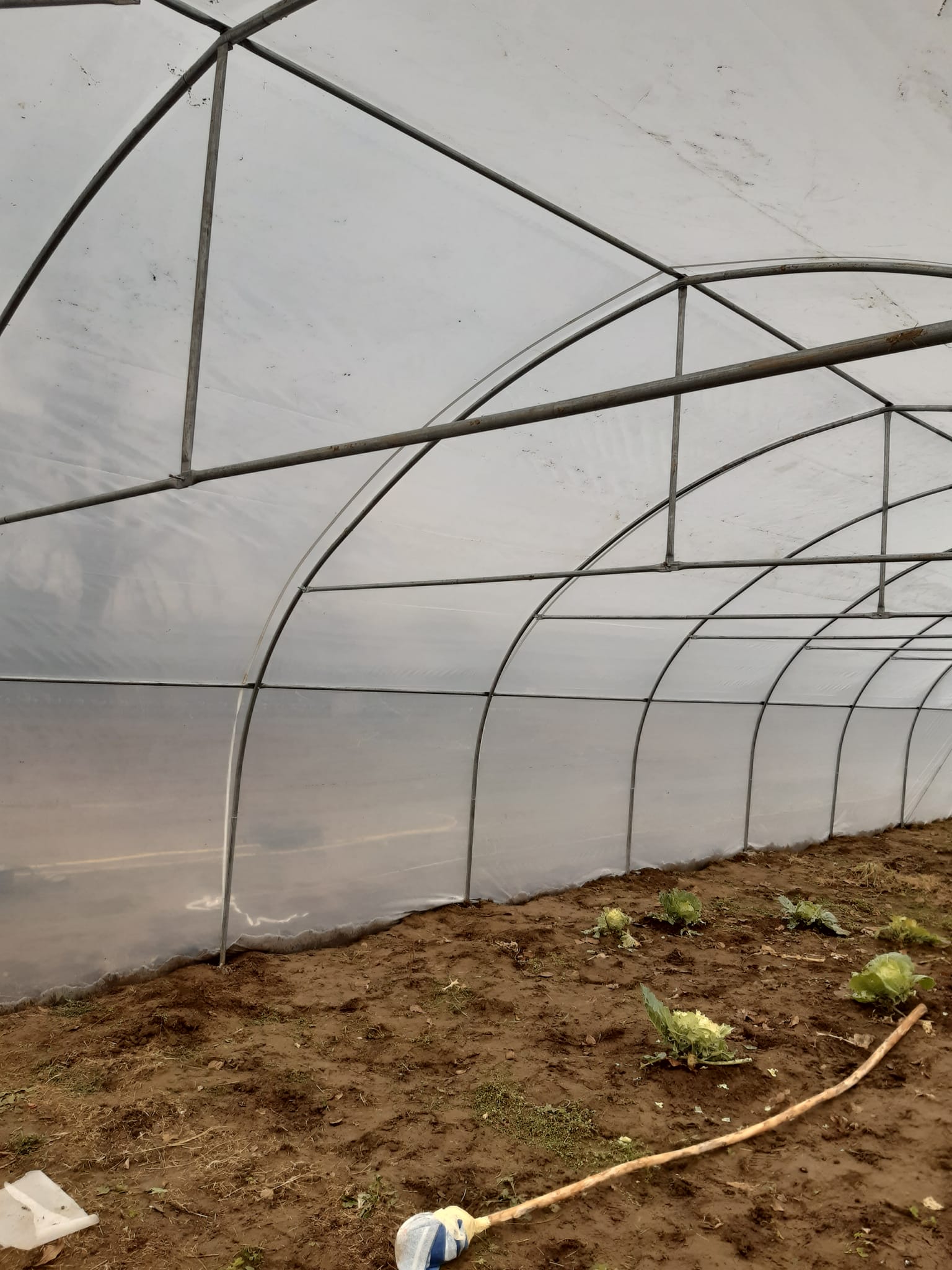 Bacau Solar structura plastic - market plante 6