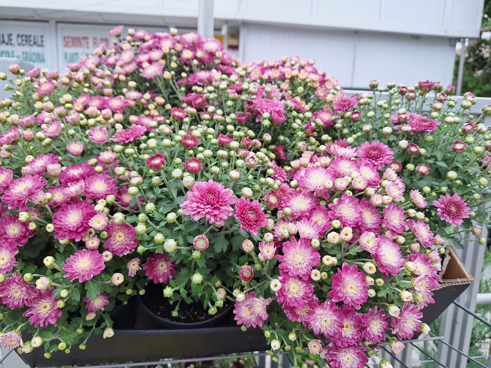 magazin depozit agricultura pet shop agro zoo market bacau