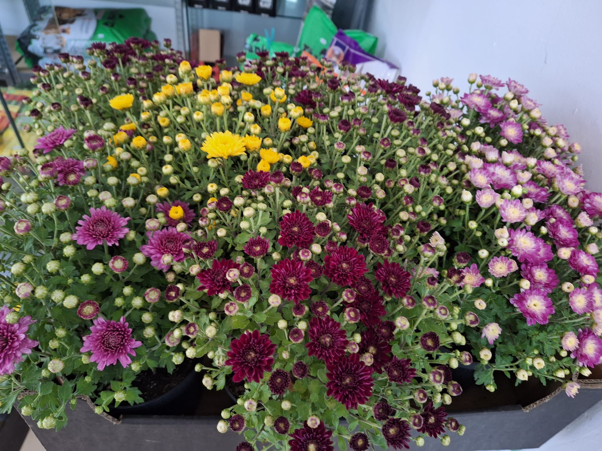 flori gradina apartament angro ghiveci vanzare distribuitor market