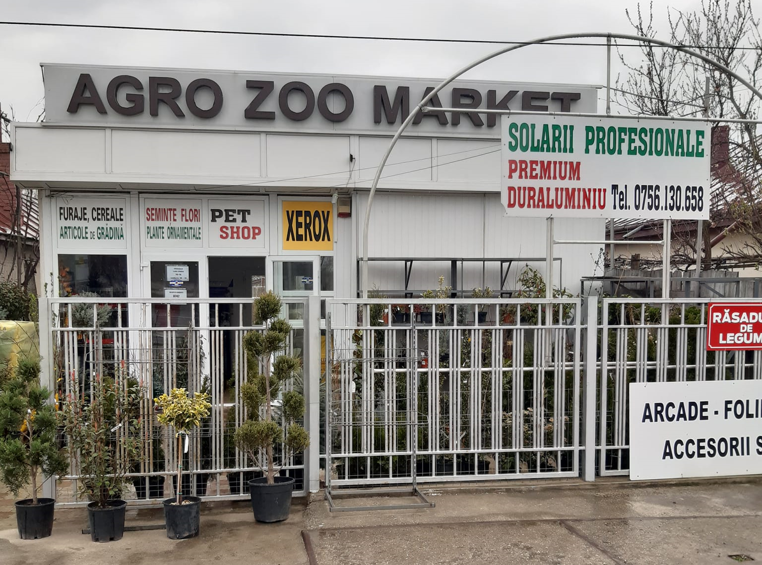 Bacau flori premium  rasaduri rosii seminte agricultura pet shop