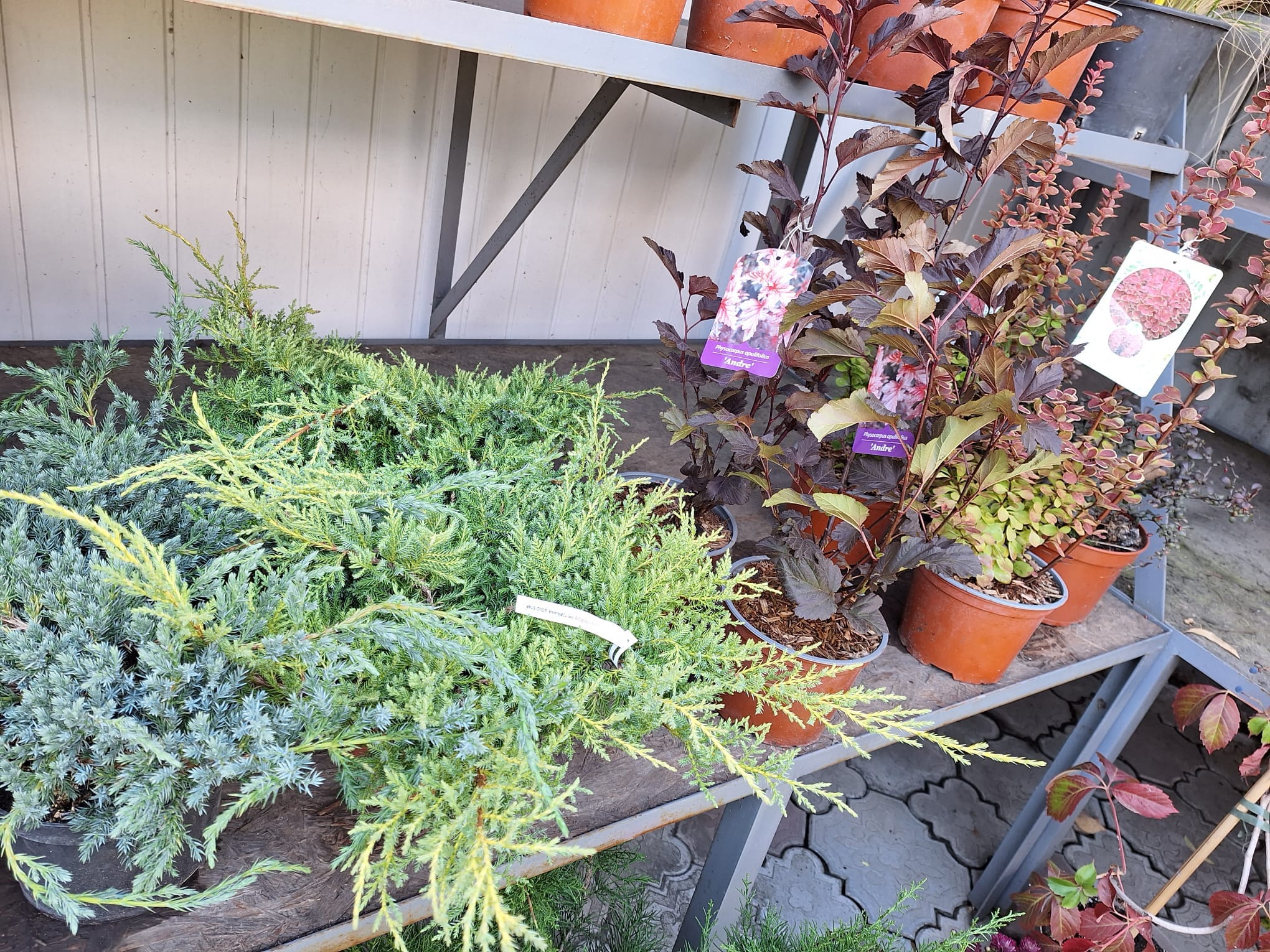 flori gradina apartament distribuitor ghiveci magazin