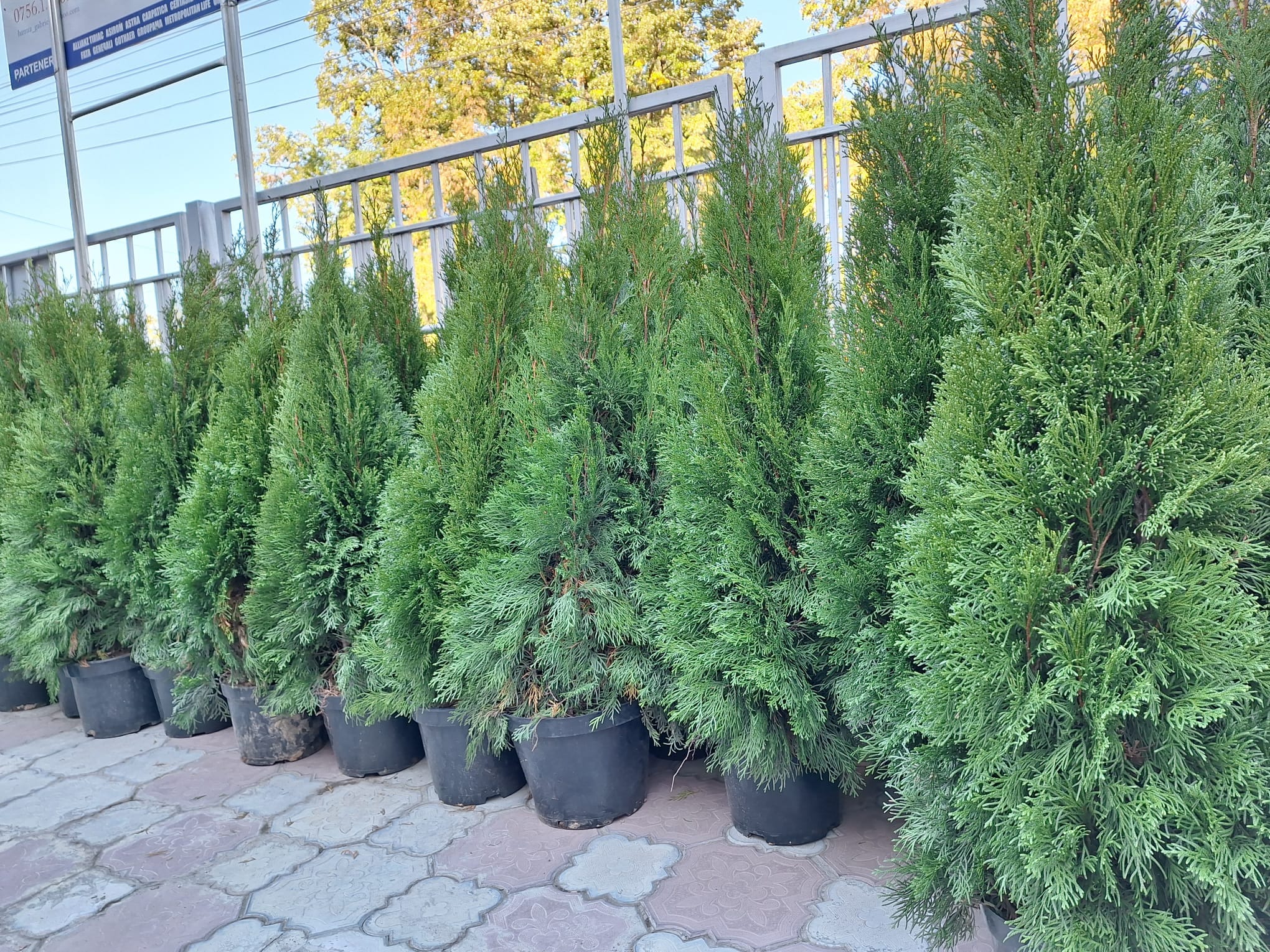 flori ghiveci magazin planta tuia Bacau