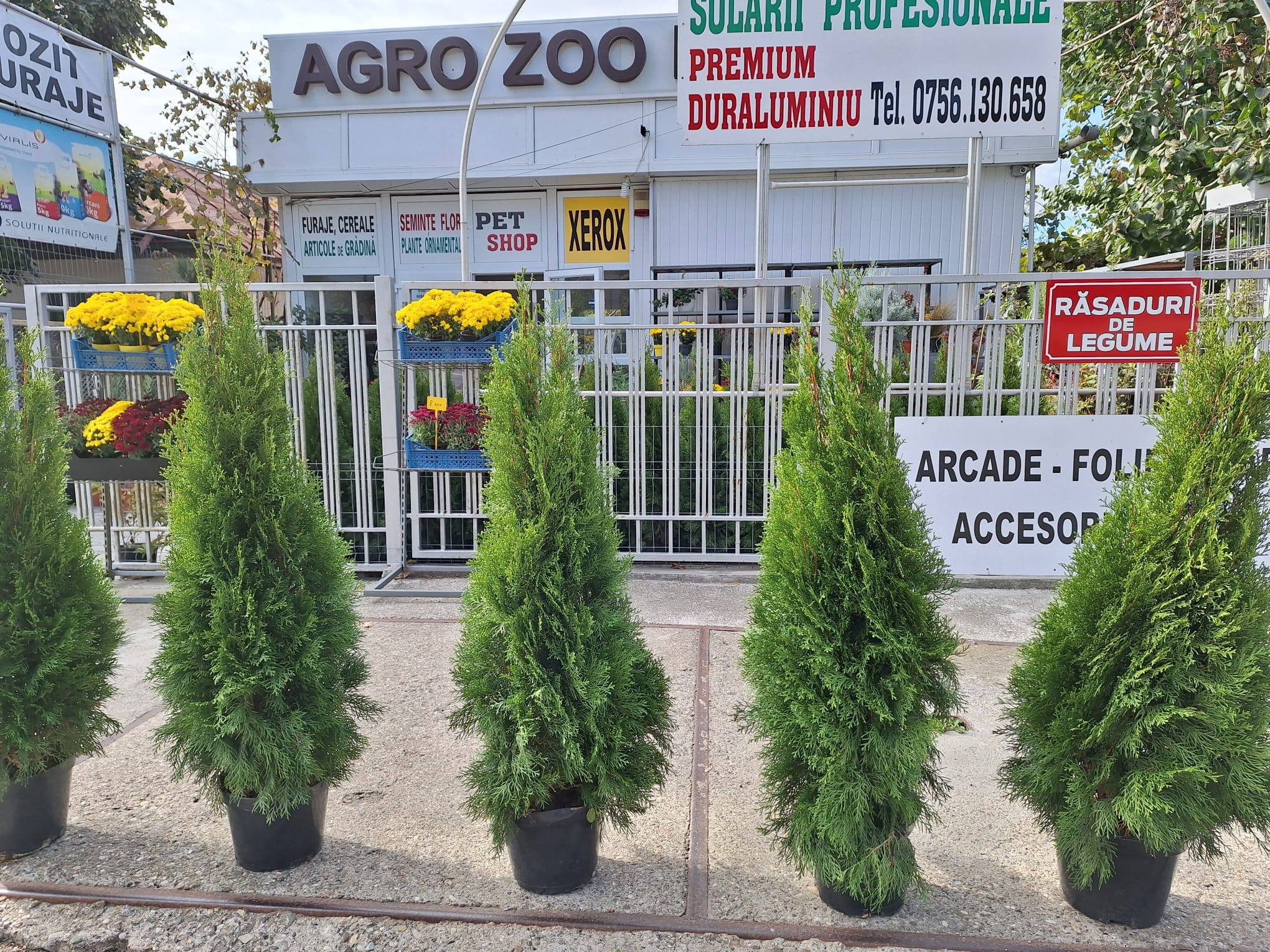 Bacau flori premium  rasaduri rosii seminte agricultura tuia