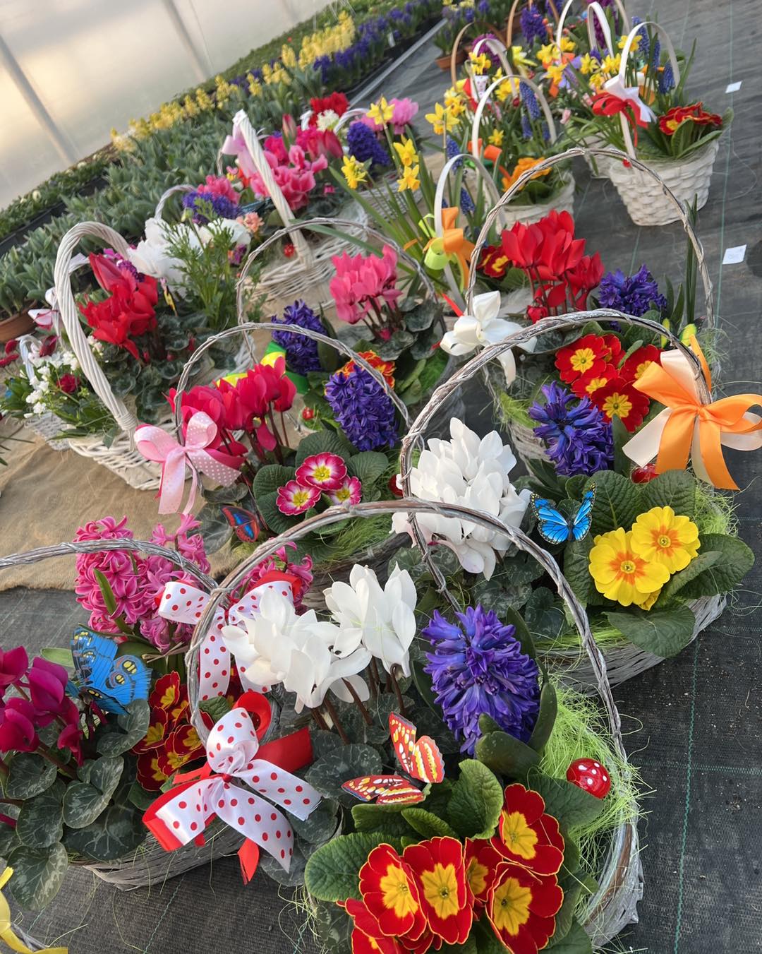 flori eveniment ocazie producator buchet narcisa colorat craiova romania