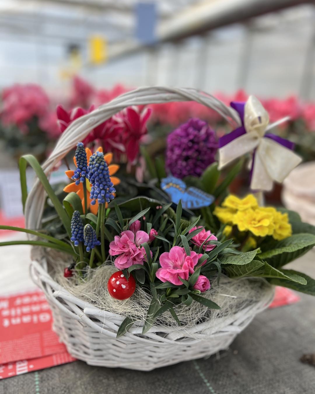 flori eveniment producator ocazie elegant buchet cos multicolor color craiova romania