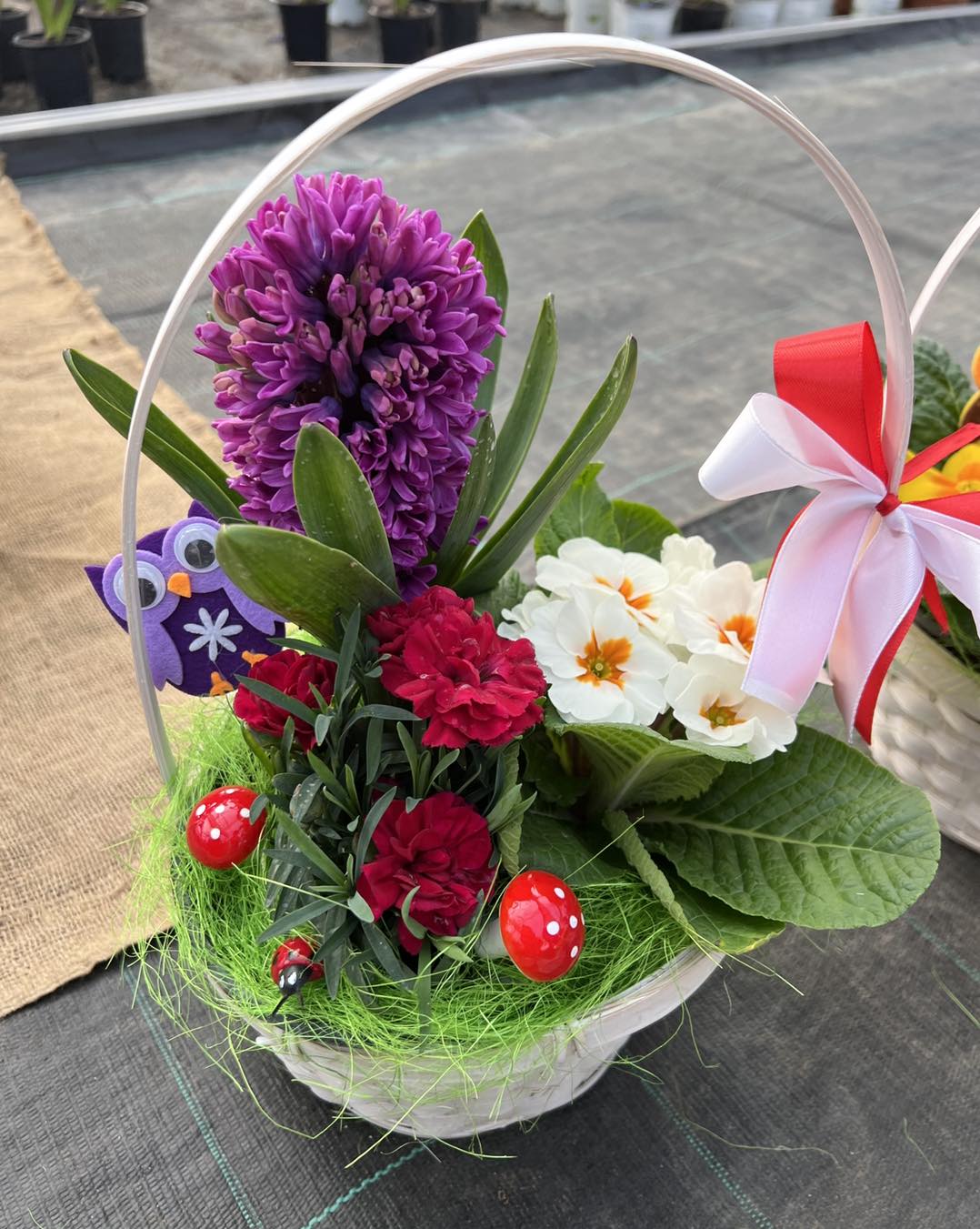 Producator flori Craiova