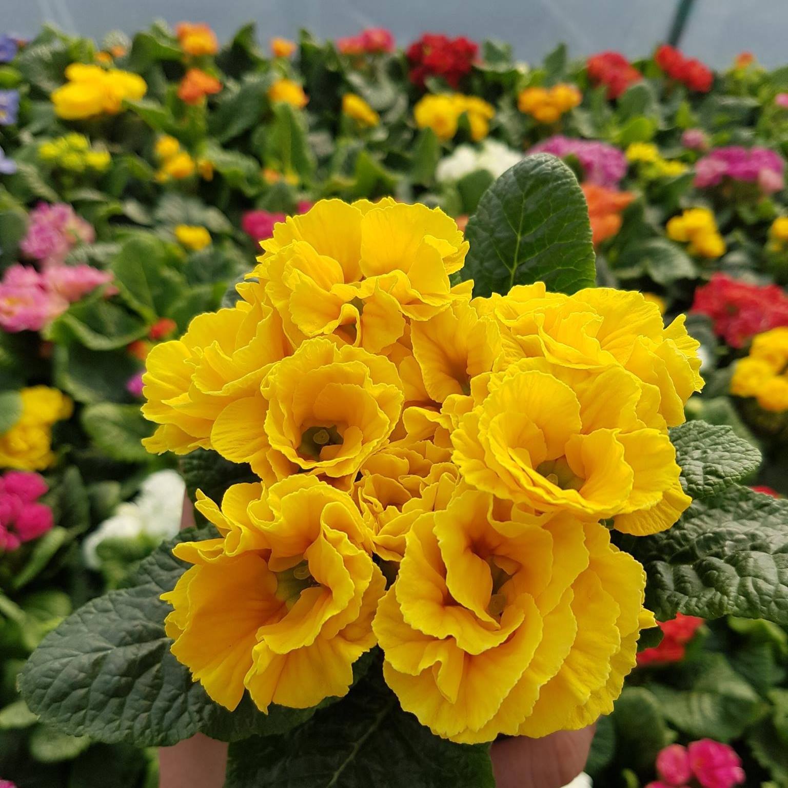 flori eveniment ocazie producatori buchet craiova romnania