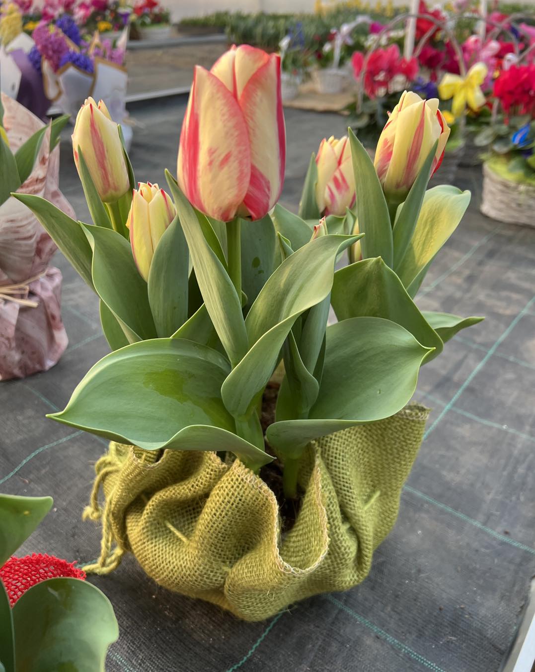 Producatori Flori Craiova 7