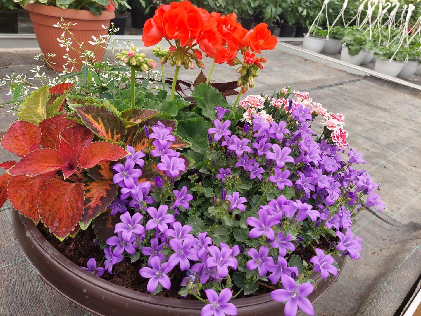 flori producator romania lalele vas craiova 