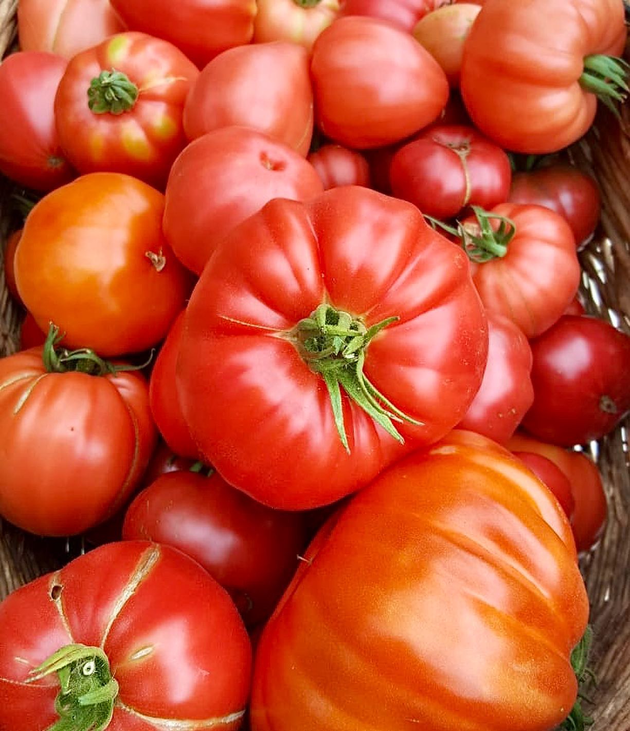 bio leguma planta rosie tomata proaspat fresh