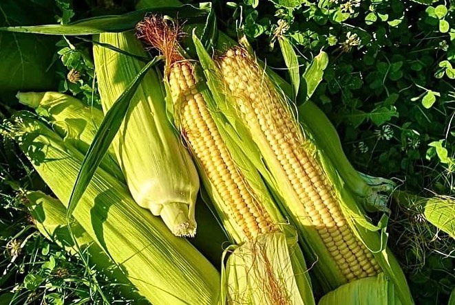 ferma zootehnica animale sateni cereale matase boabe porumb