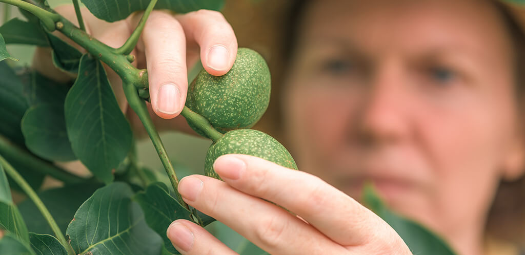 ulei bio presat la rece nuca izvorul lui zamolxe romania