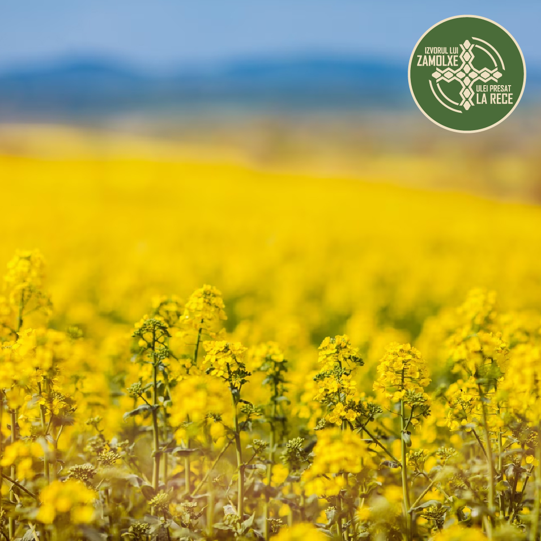 ulei bio presat la rece rapita izvorul lui zamolxe romania